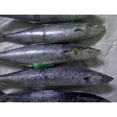 tenggiri ( spanish mackerel )