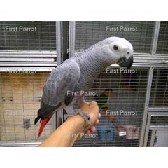 burung african grey