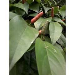 cabe jamu ~ cabe puyang ~ piper retrofractum vahl. ~ cabe jawa ~ lada panjang ~ cabean ~ jamu cabe puyang ~ long pepper * * sms= + 6281326220589 * * sms= + 6281901389117 * * sms= + 6285876389979 * * nurida479@ rocketmail.com