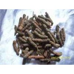 piper retrofractum vahl.~ cabe puyang ~ cabe jamu~ cabe jawa ~ lada panjang, cabean, jamu cabe puyang~ long pepper * * sms= + 6281326220589 * * sms= + 6281901389117 * * sms= + 6285876389979 * * nurida479@ yahoo.com