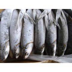 frozen fish