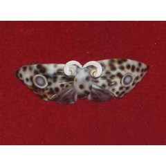 hairclip made from big cowrie tiger / penjepit rambut dari cangkang kerang cowrie