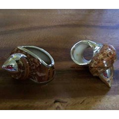 napkin ring turbo shell / kerang turbo cincin serbet