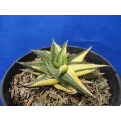 limifolia