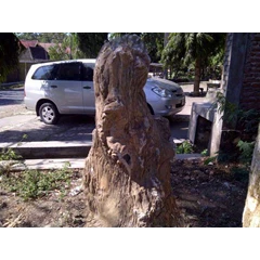 suseki fosil kayu