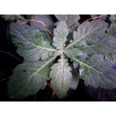 umbi daun dewa~ gynura segetum ( lour.) merr. ~ gynura pseudochina ~ daun dewa ~ ready stock fresh and dried * * sms= + 62085876389979 * * sms= + 6281326220589 * * sms= + 6281901389117 * * nurida479@ rocketmail.com