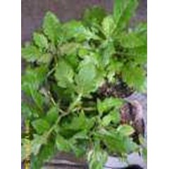 gynura segetum ( lour) ~ daun dewa, umbi dewa ~ ready stock fresh and dried daun dewa * * sms= + 620858-763-89979 * * sms= + 6281-32622-0589 * * sms= + 6281-901-389-117 * * nurida479@ rocketmail.com