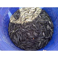 live / fresh catfish