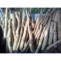 akar pasak bumi ( eurycoma longifolia)