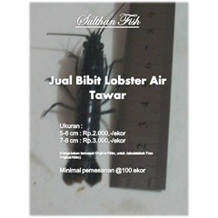 bibit lobster air tawar