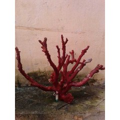 karang merah red coral pohon
