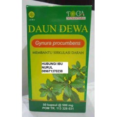 daun dewa gynura procumbens obat anti kanker