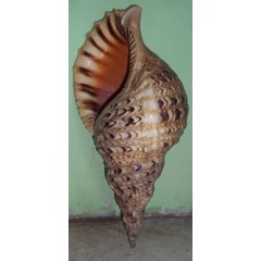 kerang