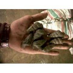 siput doceng
