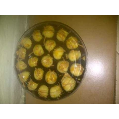 nastar
