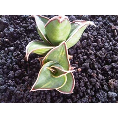 sansevieria pinguicula variegated
