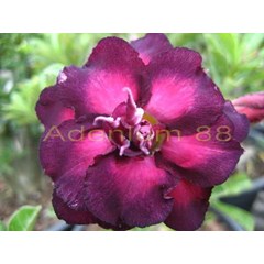 v-3 triple violet