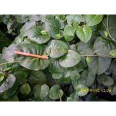 binahong binahong ~ anredera cordifolia ( ten.) steenis ~ heartleaf madeiravine, madeira vine ~ teng san chi ~ sedia fresh daun binahong kg ~ bibit binahong organik ~ sms= + 6281-32622-0589 ~ sms= + 6281-901-389-117 ~ sms= + 62858-7638-9979