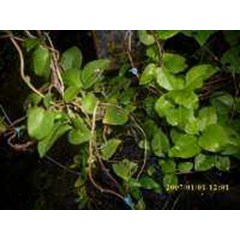 tanaman binahong ~ binahong ~ anredera cordifolia ( ten.) steenis ~ heartleafmadeiravine, madeira vine ~ teng san chi ~ bibit binahong * * sms= + 6285876389979 * * sms= + 6281326220589 * * sms= + 6281901389117 * * nurida479@ rocketmail.com