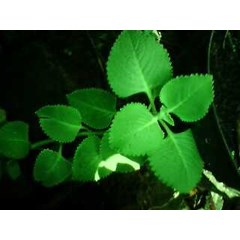 bibit daun bangun-bangun ~ coleus amboinicus lour ~ sinonim= plectranthus amboinicus ( l.) spreng. ~ indonesian daun jinten, daun hati-hati, sukan , acerang , daun kucing, daun kambing * sms= + 6285876389979 * sms= + 6281326220589 * sms= + 6281901389117 *
