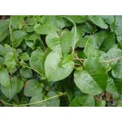 anredera cordifolia ( ten.) steenis ~ heartleaf madeiravine, madeira vine ~ teng san chi ~ sedia fresh binahong kg ~ binahong organik pot * * sms= + 6281326220589 * * sms= + 6281901389117 * * sms= + 6285876389979 * * nurida479@ rocketmail.com