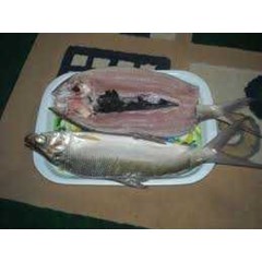 batari ( bandeng tanpa duri)
