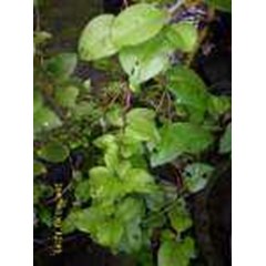 heartleaf madeiravine~ binahong ~ anredera cordifolia ( ten.) steenis ~ madeiravine~ tengsanchi ~ fresh binahong kg ~ bibit binahong organik * * sms= + 6281326220589 * * sms= + 6281901389117 * * sms= + 6285876389979 * * nurida479@ rocketmail.com