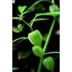 morelberry plant~ physalis peruviana , ciplukan, cecendet ~ physalis peruviana, linn. ~ physalis angulata. linn. ~ physalis minina, linn.~ dried morel berry plant = 10pot ~ sms= + 6281-32622-0589 ~ sms= + 6281-901-389-117 ~ sms= + 62858-7638-9979