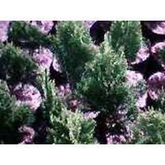 tanaman cemara kipas ~ thuja orientalis l. ~ manfaat= tanaman hias peneduh ~ jual bibit= tanaman cemara kipas/ pot * * sms= + 62858-7638-9979 * * sms= + 6281-32622-0589 * * sms= + 6281-901-389-117 * * email= nurida479@ rocketmail.com