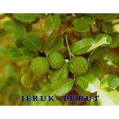 tanaman jeruk purut ~ citrushystrix dc ~ caffir lime ~ tanaman bibit jeruk purut * sms= + 6281-32622-0589 * sms= + 62858-7638-9979 * sms= + 6281-901-389-117 * * nurida479@ rocketmail.com