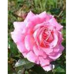 mawar pink~ bunga mawar merah ( red rose) mawar putih ( white rose ) mawar kuning ( yellow rose) mawar pink ( pink rose ) * jual mawar merah = 10pot * sms= + 6285876389979 * sms= + 6281326220589 * sms= + 6281901389117 * email= nurida479@ rocketmail.com