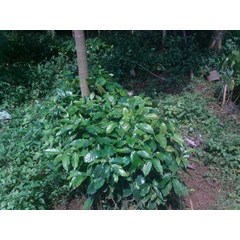 bibit kopi arabica