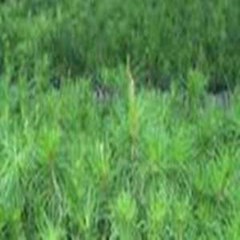 bibit pinus