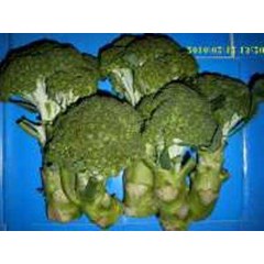 brokoli ~ broccoli ~ brassica oleracea. ~ sedia sayuran brokoli segar 20kg * * sms= + 6281326220589 * * sms= + 6281901389117 * * sms= + 6285876389979 * * nurida479@ rocketmail.com