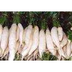 lobak putih cina ~ raphanus sativus linn ~ jual lobak putih 10kg * * sms= + 6281-32622-0589 * * sms= + 6281-901-389-117 * * sms= + 62858-7638-9979 * * nurida479@ rocketmail.com