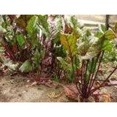 bit ~ betroot ~ beta vulgaris l. ~ red bit~ ready sayur bit segar 10-20kg ~ sms= + 628587638-9979 ~ sms= + 628132622-0589 ~ sms= + 6281901389-117 ~ email= nurida479@ rocketmail.com