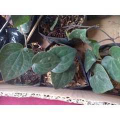 piper betle linn..black color ~ indonesian sirih hitam ; suruh, sedah ; seureuh betel , betel, betelhe, vitele , ju jiang * * sms= + 6285876389979 * * sms= + 6281901389117 * * sms= + 6281326220589 * * nurida479@ rocketmail.com