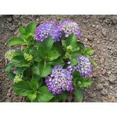 kembang bokor~ hortensia~ hydrangea ~ hydrangea macrophylla ~ bunga tiga bulan . ~ kembang bokor warna= putih, kuning, jingga, violet, merah, ungu * * sms= + 6285876389979 * * sms= + 6281326220589 * * sms= + 6281901389117 * * nurida479@ rocketmail.com