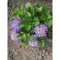 hidrangea macrophylla ~ hortensia ~ kembang bokor ~ bunga tiga bulan warna putih, kuning, jingga, violet, merah, ungu * * sms= + 6285876389979 * * sms= + 6281326220589 * * sms= + 6281901389117 * * nurida479@ rocketmail.com