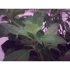 tanaman sambung nyawa ~ dried leaves gynura procumbens ( lour.) merr. ~ dried sambung nyawa= 3kg * * sms= + 6285876389979 * * sms= + 6281326220589 * * sms= + 6281901389117 * * nurida479@ yahoo.com