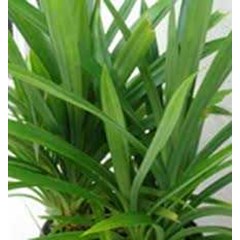 screwpine leaf ~ pandanus ammaryllifolius ~ bibit pandanwangi 10pot * * sms= + 62858-7638-9979 * * sms= + 6281-32622-0589 * * sms= + 6281-901-389-117 * * email= nurida7899@ yahoo.com