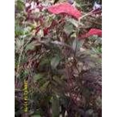 sambang darah ~ tanaman sambang darah~ excoecaria cochinchinensis lour. ~ sinonim= excoecaria bicolor hassk, ~ familia= euphorbiaceae * * sms= + 6285876389979 * * sms= + 6281-901-389-117 * * sms= + 62858-763-89979 * * email= nurida479@ rocketmail.com