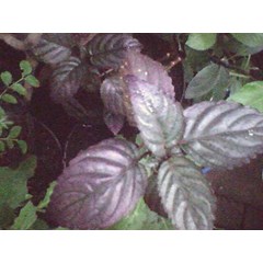 daun sambang getih ~ hemigraphis colorata hall.f.) ~ hemigraphis alternata ( burm.f.) t. anders, ruellia colorata bi. * * sms= + 62858-7638-9979 * * sms= + 6281-32622-0589 * * sms= + 6281-901-389-117 * * nurida479@ rocketmail.com