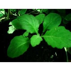 daun sangjo ~ gynura segetum ( lour) ~ daun dewa ~ umbi dewa ~ gynura pseudochina ~ ready stock ( fresh and dried) * * sms= + 620858-763-89979 * * sms= + 6281-32622-0589 * * sms= + 6281-901-389-117 * * nurida479@ rocketmail.com