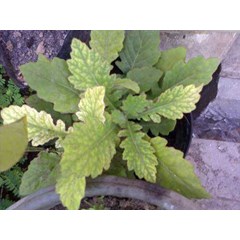 tanaman sangjo ~ gynura segetum ( lour) ~ daun dewa, umbi dewa ~ gynura pseudochina~ ready stock ( fresh and dried) * * sms= + 62085876389979 * * sms= + 6281326220589 * * sms= + 6281901389117 * * nurida479@ rocketmail.com