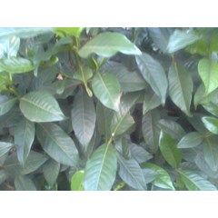 bunga kaca putih~ gardenia jasminoides ellis ~ tanaman kaca piring ~ sedia daun hijau segar kaca piring 10kg/ box untuk dekorasi * * sms= + 6281326220589 * * sms= + 6281901389117 * * sms= + 6285876389979 * * nurida479@ yahoo.com