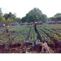 bibit kelapa sawit jenis topaz dan marihat