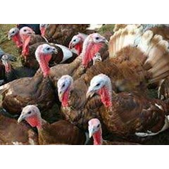 pelatihan budidaya ayam kalkun modal kecil