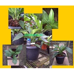 anthurium jenmani tanduk