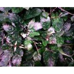 tanaman gempur batu ~ borreria hispida schum. ~ indonesian gempur watu; kertas watu; hancur batu; bulu lutung; remuk sela. * sms= + 6281901389117 * sms= + 6281326220589 * sms= + 6285876389979 * nurida4779@ yahoo.com